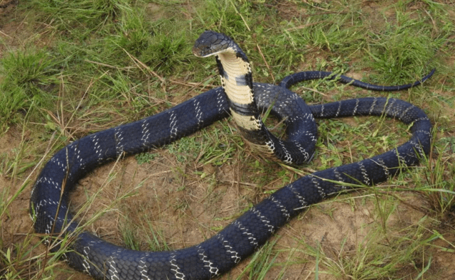cobra